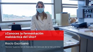 ¿Conoces la fermentación maloláctica del vino [upl. by Malda871]