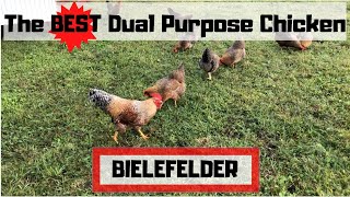 Bielefelders The best dual purpose chicken [upl. by Sorci591]