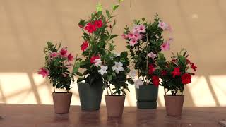 Sundaville® Mandevilla  Dipladenia Collection [upl. by Ebocaj]