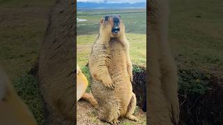 Marmots Hilarious Singing Voice Will Leave You in Stitches  MustWatch Videocutemarmot [upl. by Isaacs300]