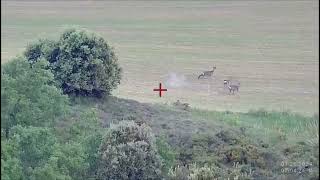 Lance a corzo en rececho caza corzo hunting shots roedeer rececho wildlife video trap [upl. by Norga136]