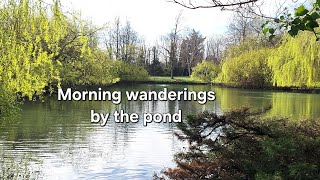 Morning wanderings by the pond  geese coots ducks moorhen and the sound of happy singing birds [upl. by Vey]