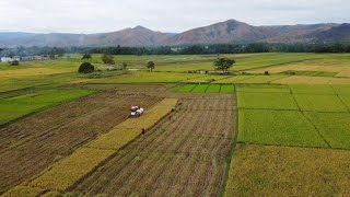 Ganda Talaga View Ng Mga Palayan Sa Bukid Drone Shoot [upl. by Nehepts956]