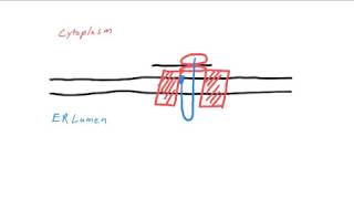 SRP and Protein Translocation Mechanism [upl. by Leile]