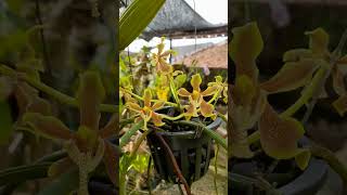 Rare Orchid  Paraphalaenopsis labukensis speciesorchids indonesianorchid [upl. by Rivy]