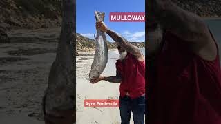 MULLOWAY caravanningaustralia fishing bigfish beach beachfishing food [upl. by Rodavlas625]