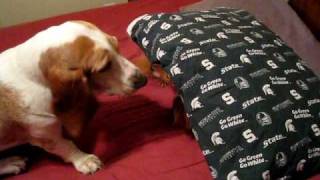 Basset vs Miniature Dachshund [upl. by Ayyn]