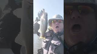 RATTLETRAP SOUND bassfishing trending youtubeshorts [upl. by Nasas]