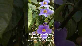 ¡PREPÁRESE para la belleza floreciente con las flores de Thunbergia grandiflora [upl. by Atinrehs161]