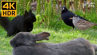 Videos for Cats to Watch 😺📺 Cute Birds Squirrels Bunnies on the Green Grass 🐰 8 Hours4K HDR [upl. by Darwen638]