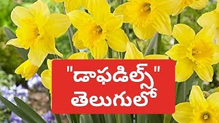 daffodils poem by william wordsworths poem analysisdfoispe authordafoil pem analysis [upl. by Eyks]