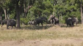 Tuskers fight in Masai Mara Kenya [upl. by Geithner]