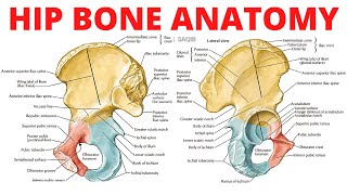 Hip Bone Anatomy [upl. by Ole777]