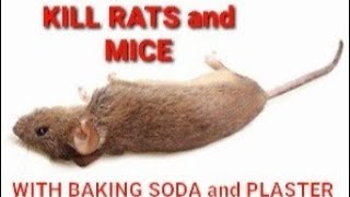 ❌KILL RATS and MICE NOW❌ EASILY WITH BAKING SODA  MAKE RAT MICE NONPOISONIOUS GUARANTEED BAIT [upl. by Timothea110]