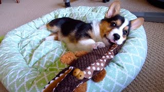 CORGI PUPPY LOVES TOYS SHAPED Like His BODY  favorite dog toys [upl. by Gottfried]