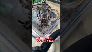 Acanthoscurria geniculata molting tarantula tarantulas tarantulakeeper tarantulakeepers [upl. by Idahs]