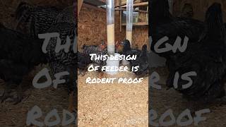 The Best rodent proof chicken feeder [upl. by Vladimir]