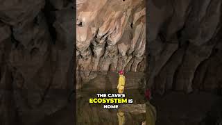 Exploring Krubera Cave Earths Deepest Cave [upl. by Yennek]