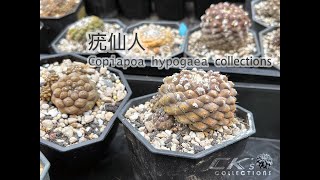 Copiapoa hypogaea collections 龍爪球屬疣仙人介紹 [upl. by Roer]