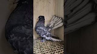 Andalusian stancil fantail pigeons youngest viralvideos ytshorts shortvideos [upl. by Winthorpe]