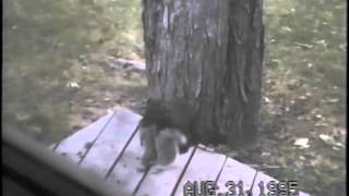 Fisher Eats Squirrel August 31 1995 [upl. by Firahs]