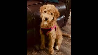 See how a Goldendoodle coat evolves part 2 of 4 Links in description [upl. by Rodama]