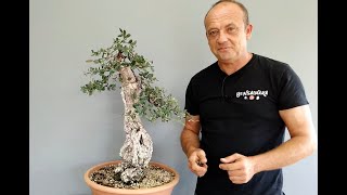 Alcornoque bonsai Quercus suber por Nacho Salar [upl. by Glori]