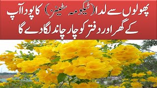 Tacoma Stans Flowering🌺🌹 plant in Pakistan amp India  Complete review [upl. by Norrahc]