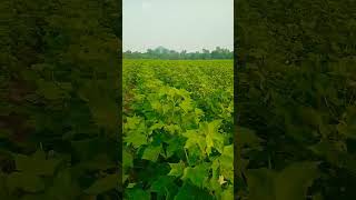 😊😊 youtuneshorts cotton cottonseedcottonpads farming [upl. by Rolat]