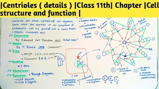 Centrioles  details  Class 11th Chapter Cell structure and function [upl. by Philippine]