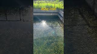 Silting Pond siltingpond pond algae [upl. by Syned]