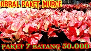 OBRAL PAKET AGLONEMA 7 BATANG 50000 [upl. by Iliak]