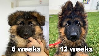 My German Shepherds Puppy 6 Weeks Transformation [upl. by Aniv194]