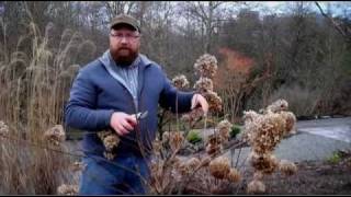 Gardening tips Pruning Hydrangea Paniculata [upl. by Bernie]