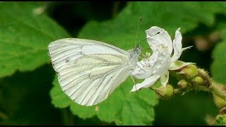 Natuurgebied Beerenplaat  Spijkenisse 2013 [upl. by Notlim452]