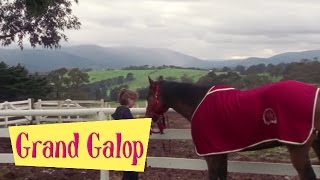 Grand Galop 107  Une jument capricieuse  HD  Épisode Complet [upl. by Shama]