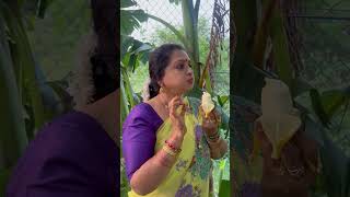 Happy gardening 🌻🌻🌻 seetha villagechef cooking delicious food chefrecipes recipe yummy [upl. by Ellehcyt]