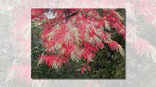 chionanthus virginicus Fringe Tree oxydendrum arboreum sourwood [upl. by Osrick]