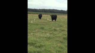 13 RomagnolaAngus Cross Bulls [upl. by Nager]