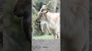 Unveiling the Mystique of Markhors [upl. by Jeminah]