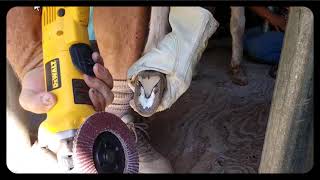 Miniature Donkey hoof trimming with a grinder [upl. by Nessa]