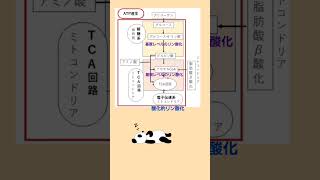 ATPを産生する経路 解糖系 電子伝達系 TCA回路 管理栄養士国家試験 酸化的リン酸化 基質レベルのリン酸化 [upl. by Alemac]