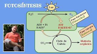 Las claves de la fotosíntesis [upl. by Ilyssa329]