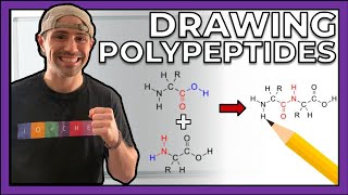 Intro to Peptides and Drawing Polypeptides [upl. by Toombs876]