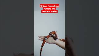 Unique facts about humans and romantic snakes snake trending snakebig [upl. by Pansy]