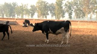 Fodder time for cows at dairy farm in Punjab [upl. by Demahum]