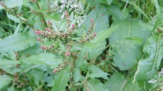 Rumex obtusifolius 200606 [upl. by Airamzul]