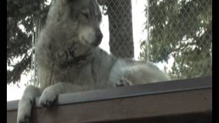 Wolf Sanctuary in Guffey Colorado The RMWF Wolves [upl. by Purdum897]