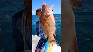 Hogfish for Dinner  SPEARFISHING [upl. by Lynnet]