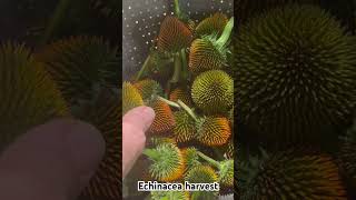 Echinacea Harvest It is time to make some medicine from the gardenhomesteading gardenshorts [upl. by Garik]